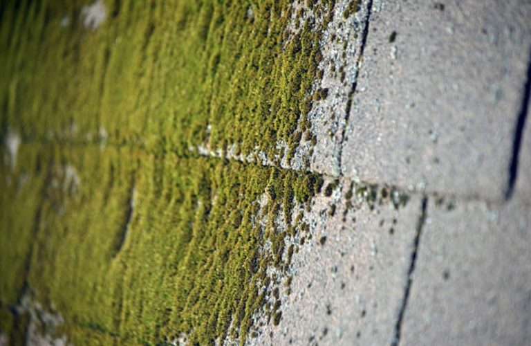 Mossy Roof