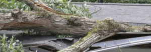 How Ohio's Weather Affects Your Roof — large fallen tree trunk crushing an asphalt shingle roof, torn shingles, dented gutters and exposed roof edge